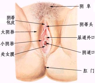 女性外生殖器