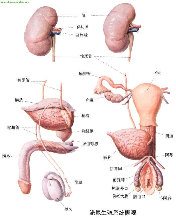 泌尿生殖系统