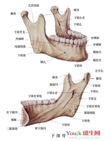 下颌骨
