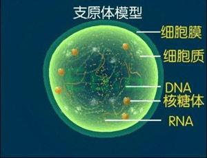 支原体模型