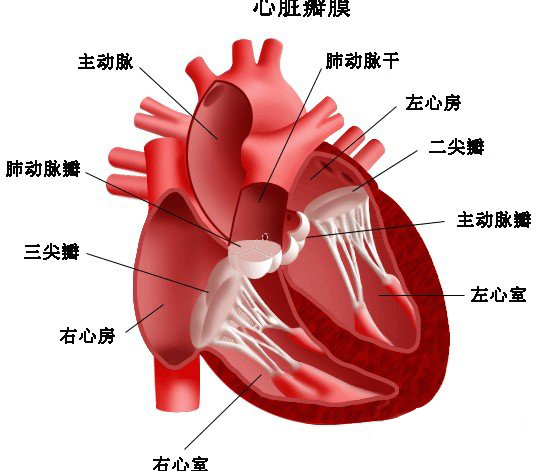 心脏结构