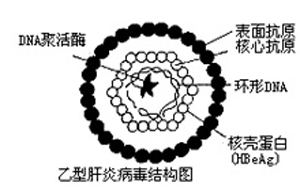 乙肝病毒 