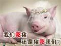 猪吃我们还是我们吃猪